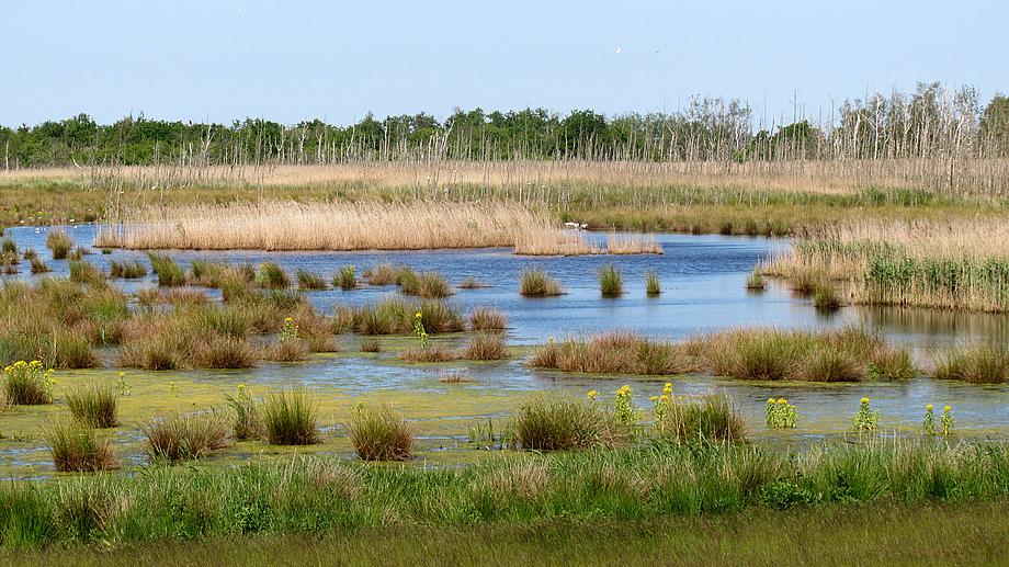 Boddenlandschaft