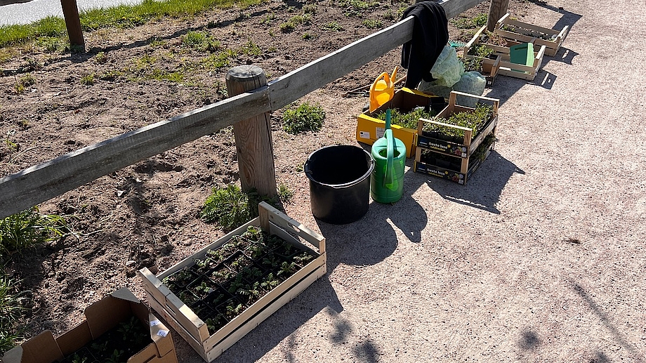 Wildblumen für Ahrenshoop