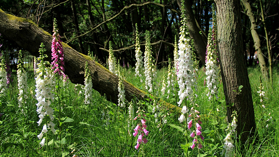 Nationalpark unterstützen